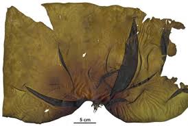 Attēlu rezultāti vaicājumam “Trichia alpina sessile”