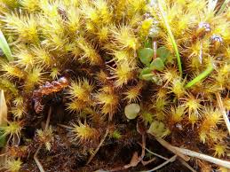 Attēlu rezultāti vaicājumam “Campylium stellatum sporophyte”