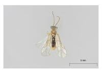 Attēlu rezultāti vaicājumam “Euura acutifoliae”