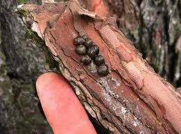 Attēlu rezultāti vaicājumam “Cribraria intricata stalked”