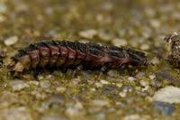 Attēlu rezultāti vaicājumam “Phosphaenus hemipterus”