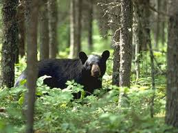 Here Comes Lunch