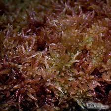 Attēlu rezultāti vaicājumam “Sphagnum palustre”