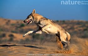 Image result for canis lupus arabs