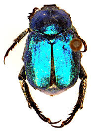 Attēlu rezultāti vaicājumam “Hoplia graminicola”