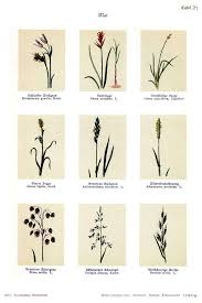 Attēlu rezultāti vaicājumam “Festuca arenaria”