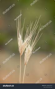 Attēlu rezultāti vaicājumam “Hordelymus europaeus leaf”