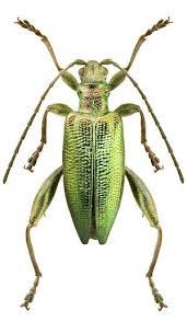 Attēlu rezultāti vaicājumam “Donacia clavipes”