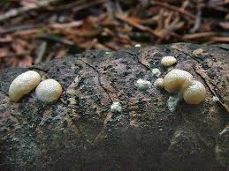 Attēlu rezultāti vaicājumam “Hypocrea pulvinata”