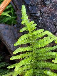 Attēlu rezultāti vaicājumam “Pseudoscleropodium purum”