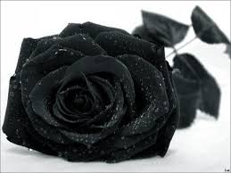http://t0.gstatic.com/images?q=tbn:ANd9GcRdpM4gbegMfUJ92usXQZMDRqgC8HFE6iuuIX663s1vQ8ju4Y4&t=1&usg=__HudYagTzM9pOCaZLvNvTigQnIKo=