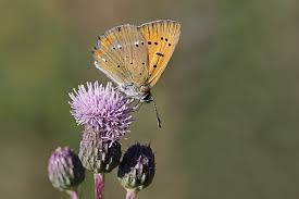 Attēlu rezultāti vaicājumam “Lycaena virgaureae male”