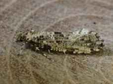 Attēlu rezultāti vaicājumam “Morophaga choragella”