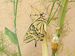 Attēlu rezultāti vaicājumam “Papilio machaon upperside”