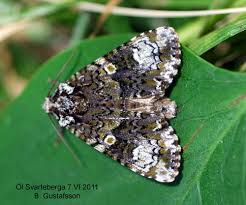 Attēlu rezultāti vaicājumam “Craniophora ligustri”