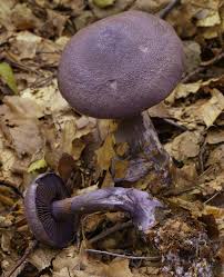 Attēlu rezultāti vaicājumam “Cortinarius violaceus”