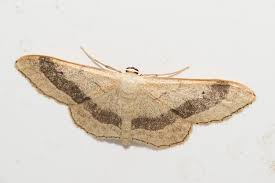 Attēlu rezultāti vaicājumam “Idaea aversata”