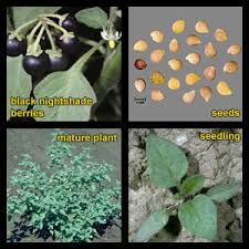 Attēlu rezultāti vaicājumam “Solanum nigrum”