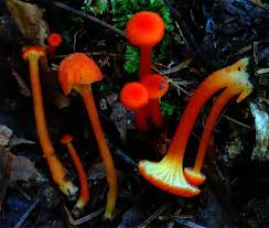 Attēlu rezultāti vaicājumam “Hygrocybe cantharellus”