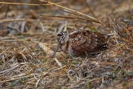 Attēlu rezultāti vaicājumam “Scolopax rusticola nest”