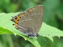 Attēlu rezultāti vaicājumam “Satyrium pruni”