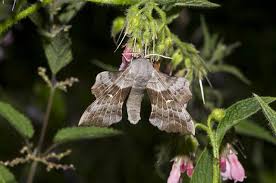 Attēlu rezultāti vaicājumam “Laothoe populi”