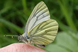 Attēlu rezultāti vaicājumam “Pieris napi underside”