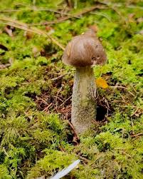 Attēlu rezultāti vaicājumam “Leccinum scabrum”