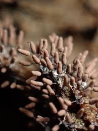 Attēlu rezultāti vaicājumam “Stemonitopsis typhina macro”