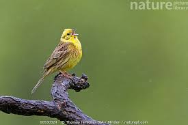 Attēlu rezultāti vaicājumam “Emberiza citrinella male”