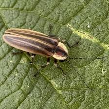 Attēlu rezultāti vaicājumam “Lampyridae”