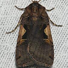 Attēlu rezultāti vaicājumam “Xestia c-nigrum”