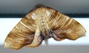 Attēlu rezultāti vaicājumam “Plagodis dolabraria”