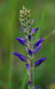 Image result for Campanula spicata