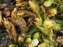 Attēlu rezultāti vaicājumam “Mylia anomala”