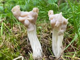 Attēlu rezultāti vaicājumam “Helvella crispa”