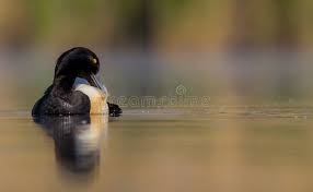 Attēlu rezultāti vaicājumam “Aythya fuligula male”