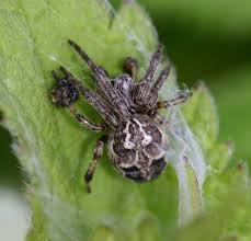 Attēlu rezultāti vaicājumam “Larinioides cornutus”