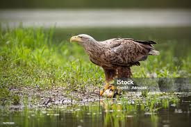 Attēlu rezultāti vaicājumam “Haliaeetus albicilla adult”