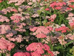 Attēlu rezultāti vaicājumam “Achillea salicifolia”
