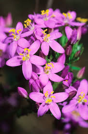 Attēlu rezultāti vaicājumam “Centaurium erythraea flower”