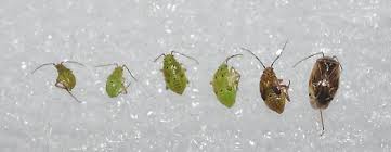 Attēlu rezultāti vaicājumam “Lygus nymph”