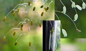 Attēlu rezultāti vaicājumam “Fuligo licentii young”