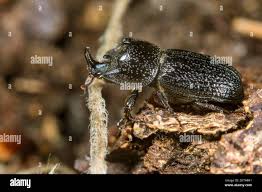 Attēlu rezultāti vaicājumam “Sinodendron cylindricum male”