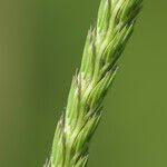 Attēlu rezultāti vaicājumam “Cynosurus cristatus fruit”