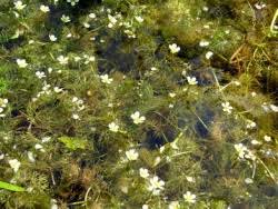 Attēlu rezultāti vaicājumam “Batrachium circinatum”