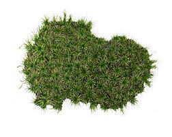 Attēlu rezultāti vaicājumam “Campylopus introflexus”