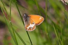 Attēlu rezultāti vaicājumam “Coenonympha arcania underside”