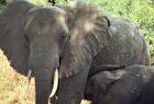 Elephants in Tanzania Africa - via Daymix