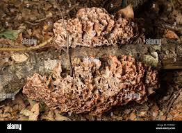 Image result for Podoscypha multizonata